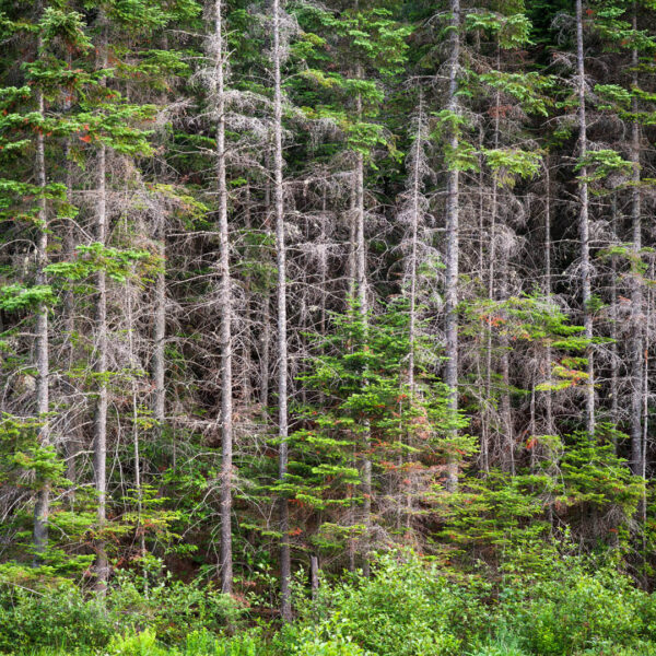Algonquin Park, Ontario 2015