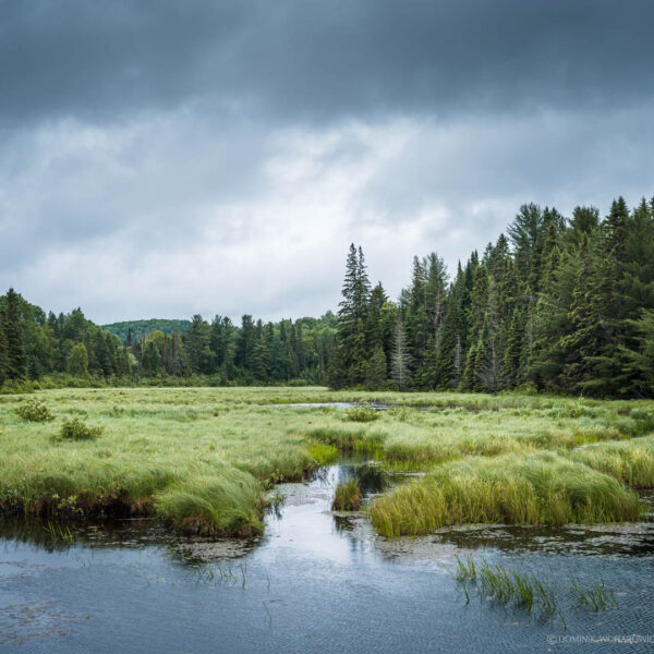 Canoe Lake, Algonquin Park 2015