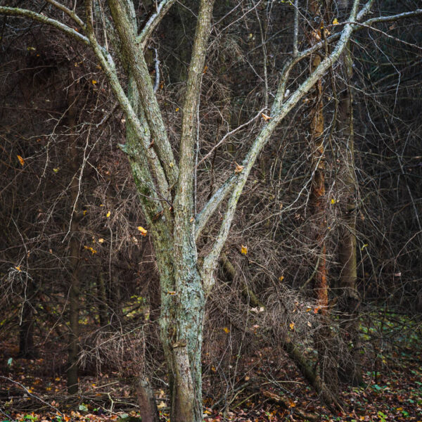 Crawford Lake, Ontario 2017