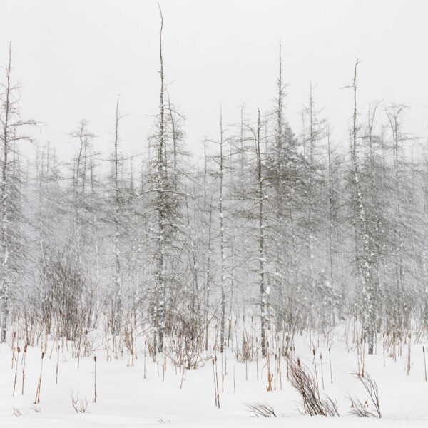 Ravenscliffe, Ontario 2024